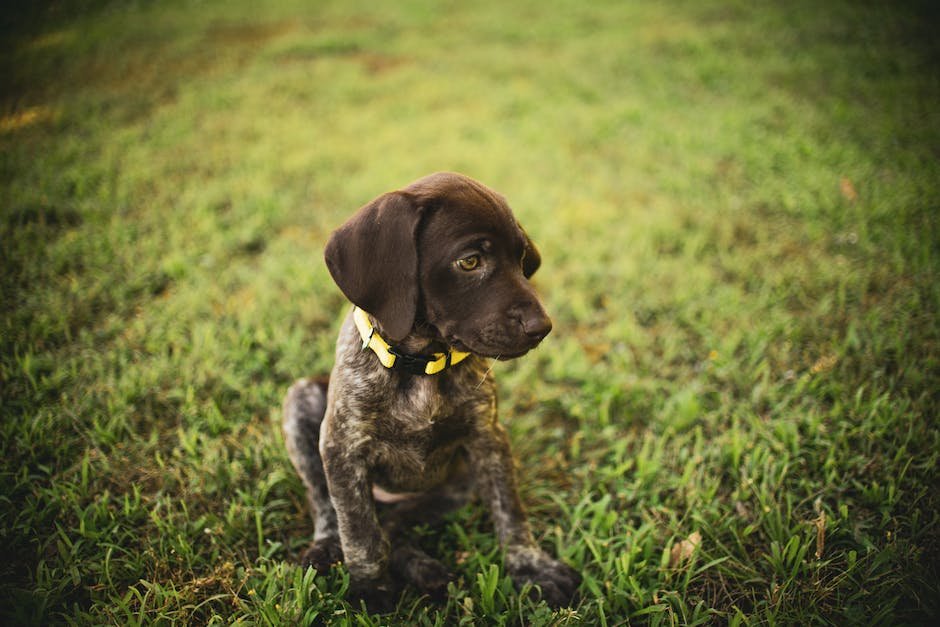 What is German Shorthaired Pointer Animal_2