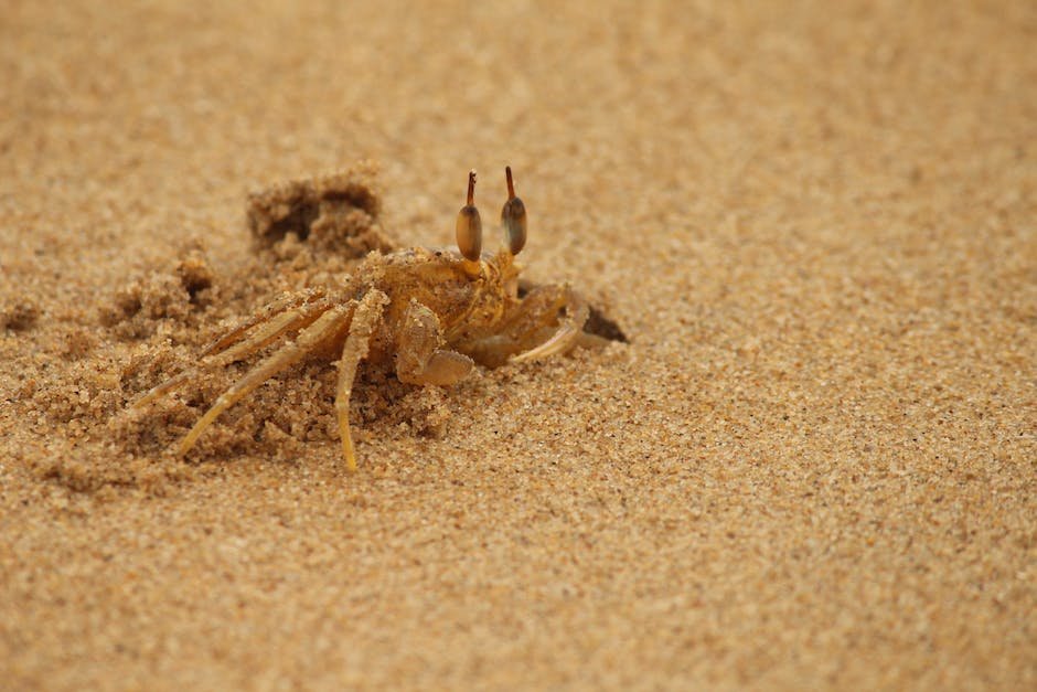 What is Ghost Crab Animal_1