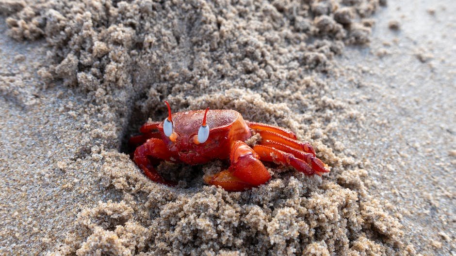 What is Ghost Crab Animal_2