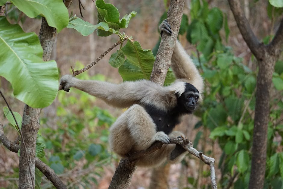 What is Gibbon Animal_2