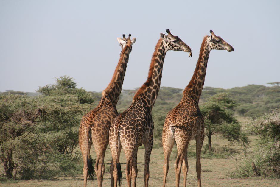 What is Giraffe Animal_1