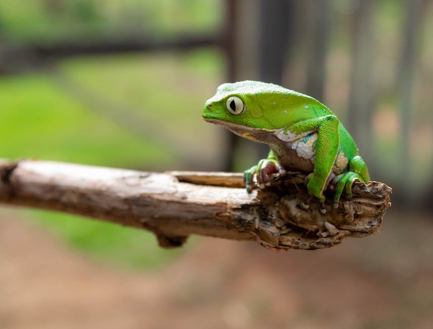 What is Glass Frog Animal_1