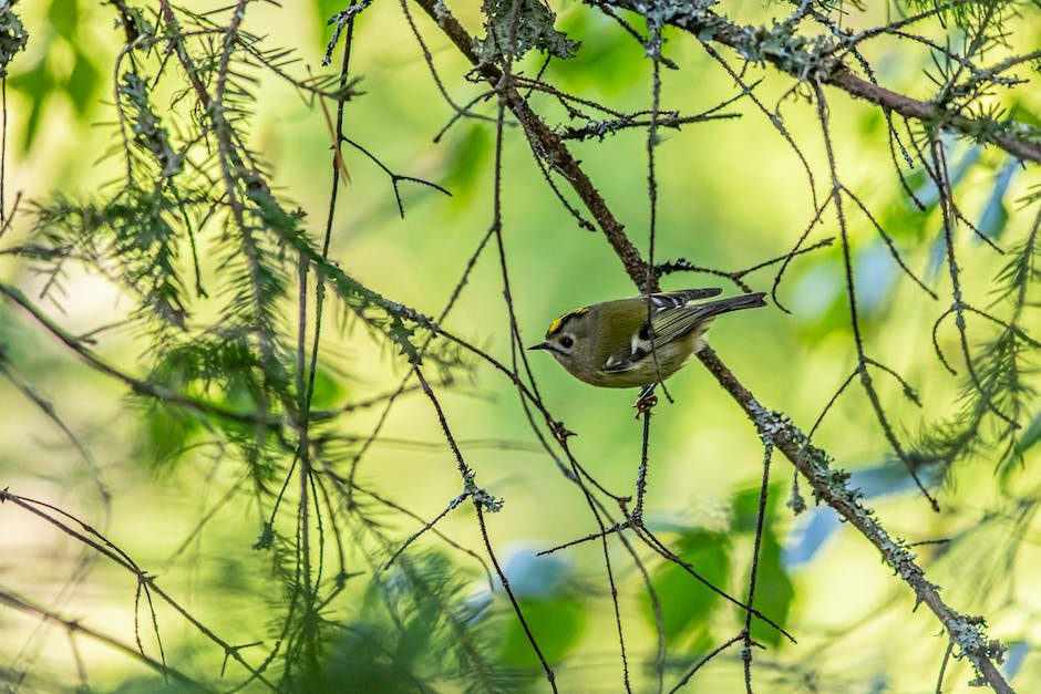 what-is-goldcrest-animal-animala-z