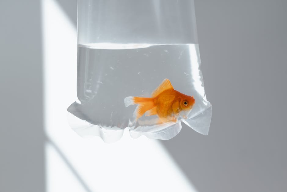 What is Goldfish Animal_2