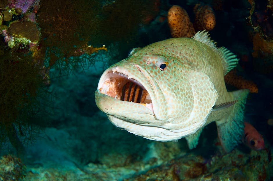 What is Goliath Grouper Animal_1