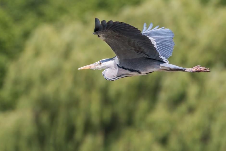 What is Great Blue Heron Animal_1