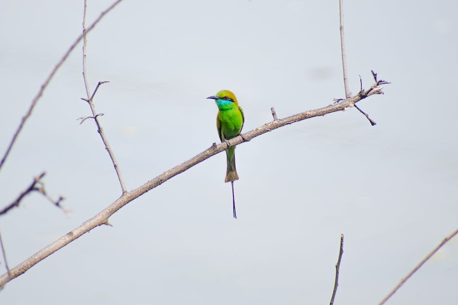 What is Green Bee-Eater Animal_2