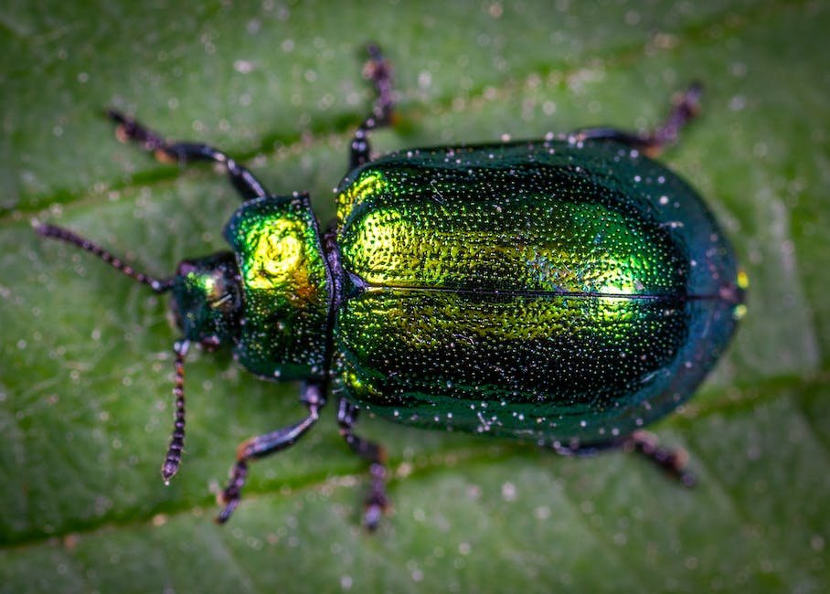 What is Green June Beetle Animal_1