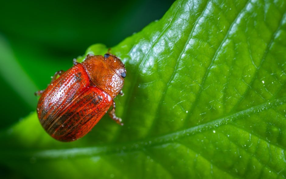 What is Green June Beetle Animal_2