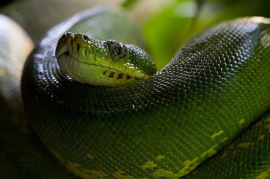 What is Green Rat Snake Animal_1