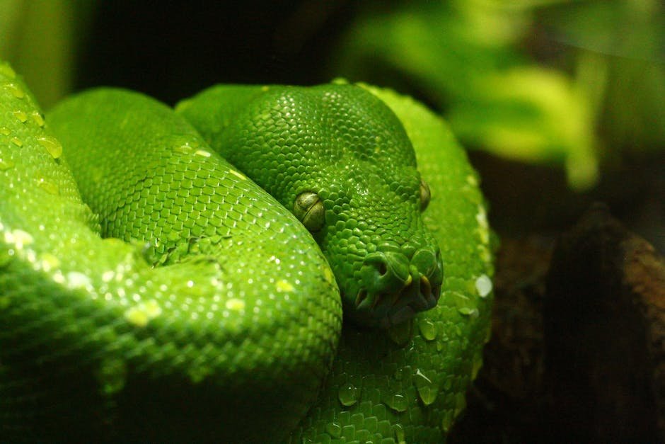 What is Green Rat Snake Animal_2
