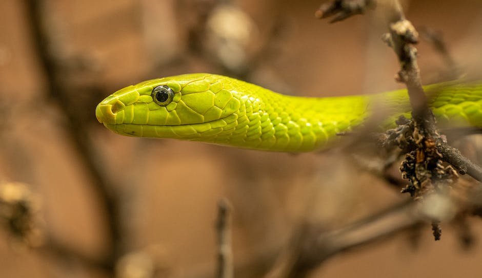 What is Green Snake Animal_1