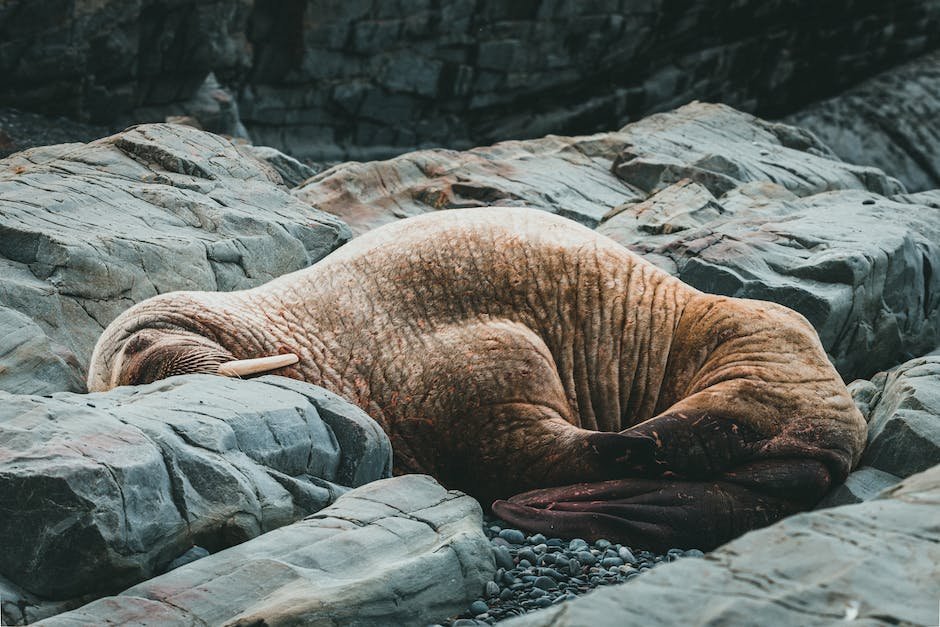 What is grey seal animal? - animala-z.com