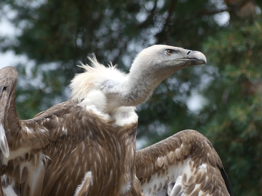 What is Griffon Vulture Animal_1