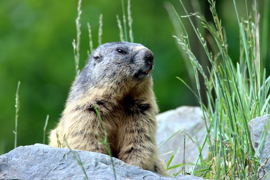 What is Groundhog Animal_1